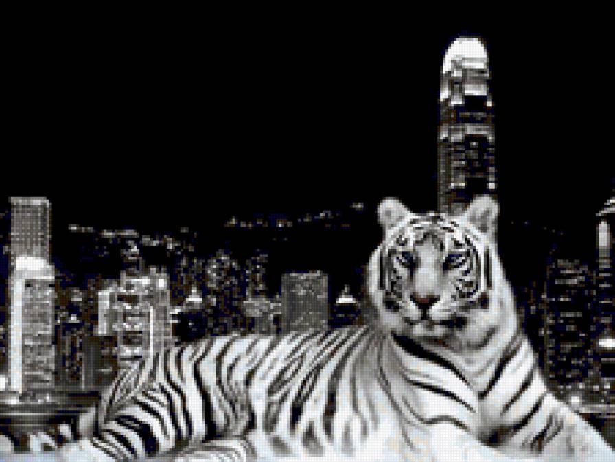ночной тигр - п - предпросмотр