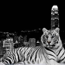 ночной тигр