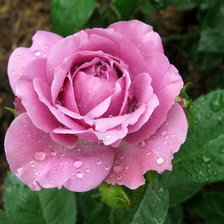 Схема вышивки «№187216»