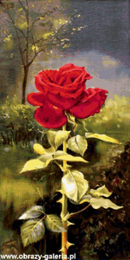 розы - букет, розы, цветы - предпросмотр