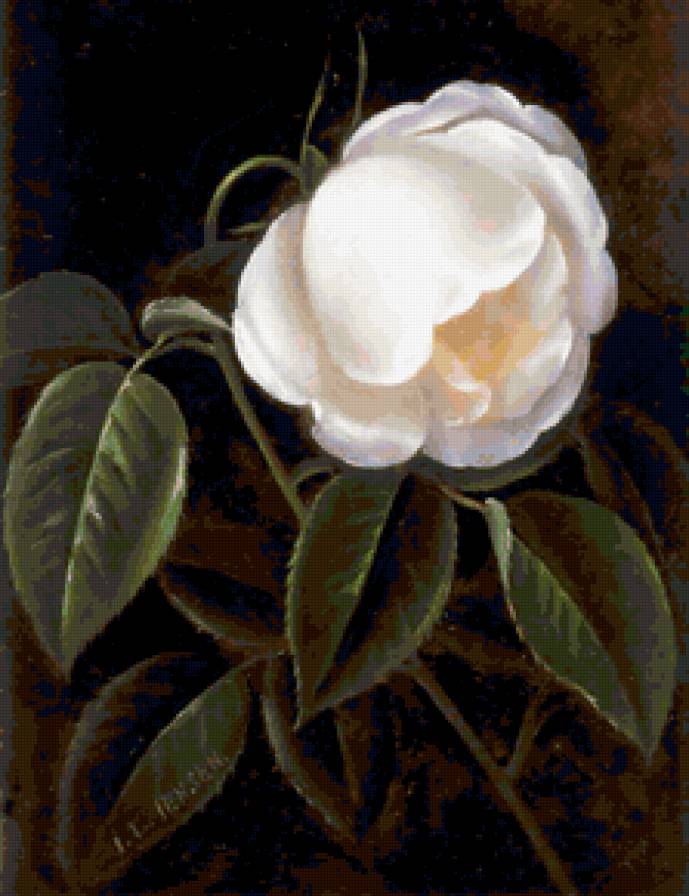 розы - цветы, букет - предпросмотр