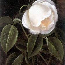 Схема вышивки «розы»