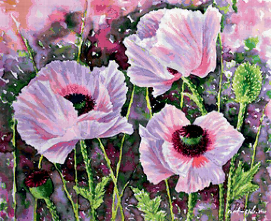 маки - цветы, маки, букет - предпросмотр