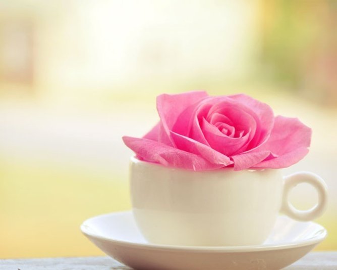 чашка кофе - роза, цветок, кофе, блюдо, чашка - оригинал