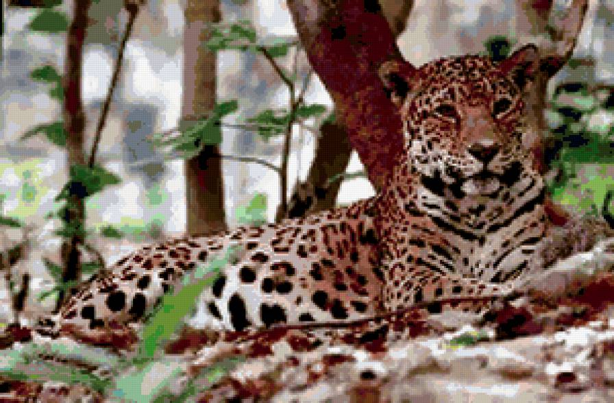 Леопард - леопард, животные, природа, лес - предпросмотр