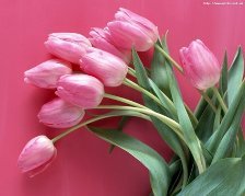 Схема вышивки «Тюльпаны на розовом»