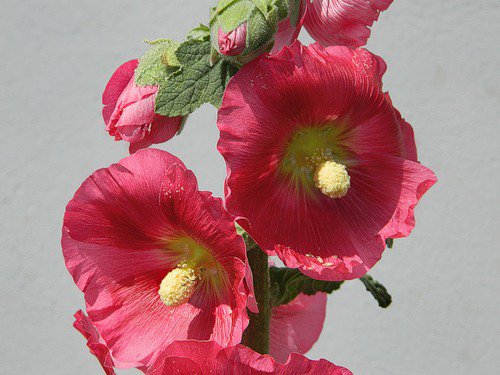 мальва - мальва, цветок, лето - оригинал