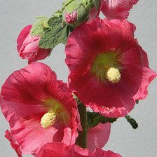 Схема вышивки «мальва»