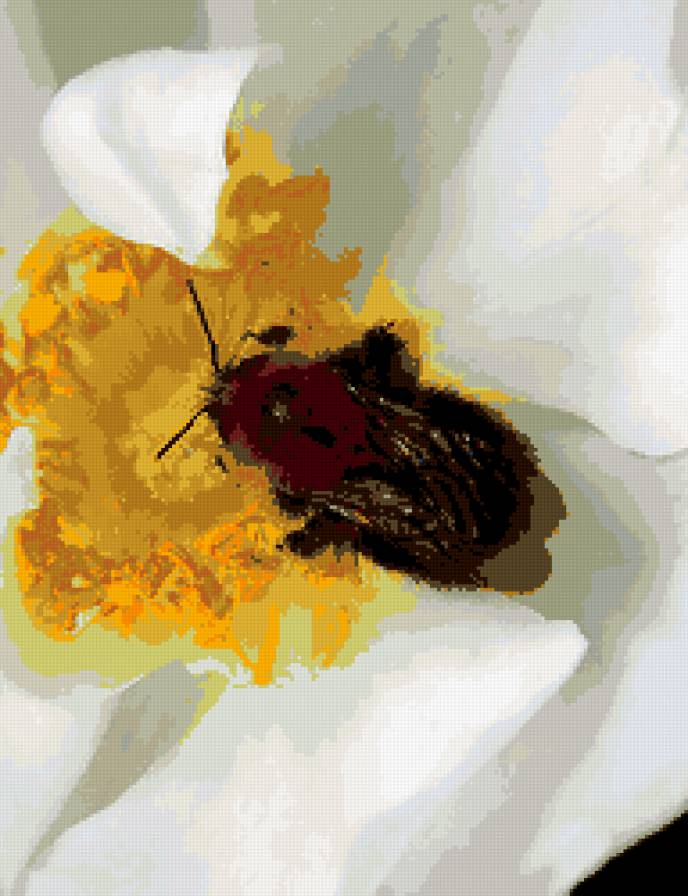 пчела - пчела, цветок, лето, макро - предпросмотр