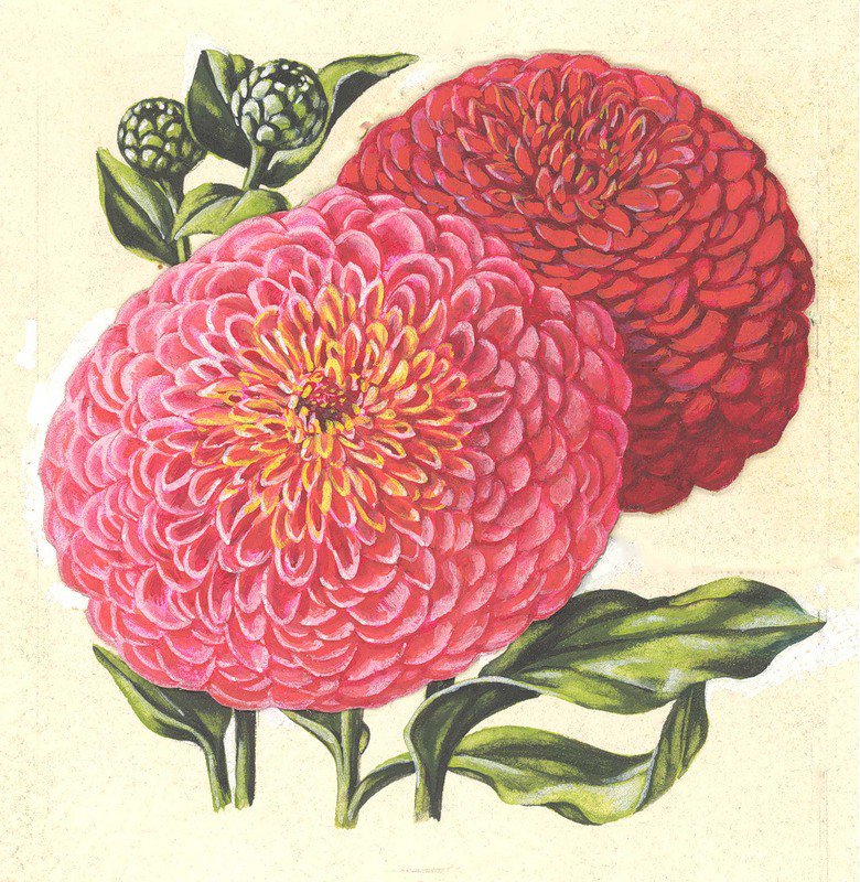 Цинния - цветы, живопись - оригинал