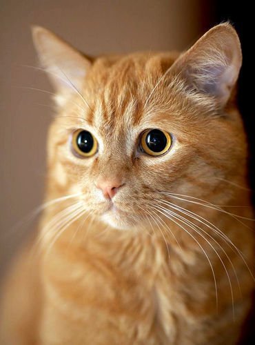 Рыжая кошка - кошка - оригинал