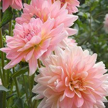 Схема вышивки «георгины»