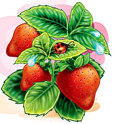 Клубника - клубника, ягоды - оригинал