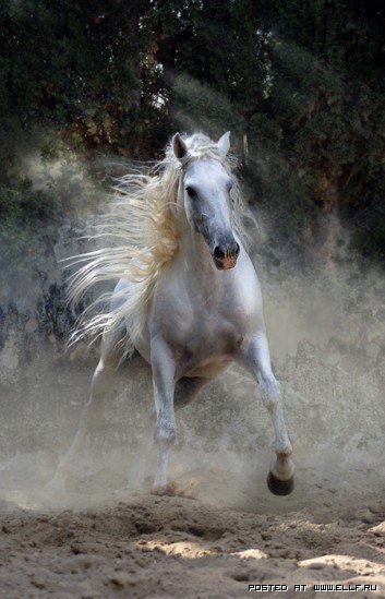 красивый конь - оригинал