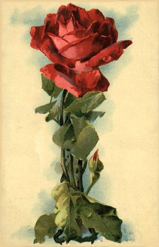 Красная роза - роза - оригинал