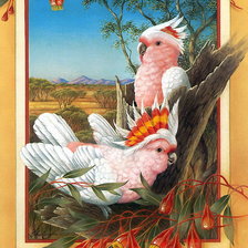 Оригинал схемы вышивки «попугаи какаду» (№188343)