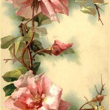 Оригинал схемы вышивки «розы плетистые» (№188367)