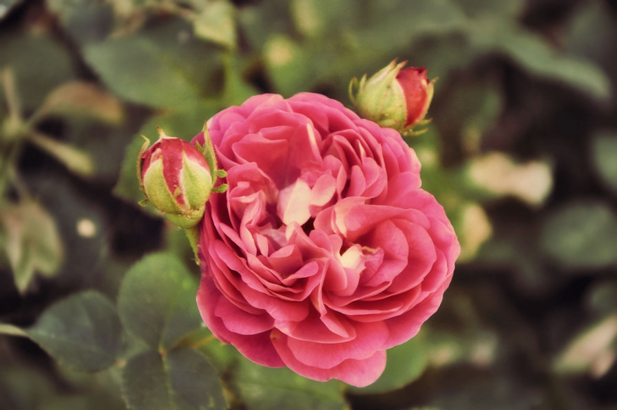 Роза - лето, цвет, сад, роза - оригинал