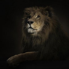 Оригинал схемы вышивки «Лев царь зверей» (№188809)