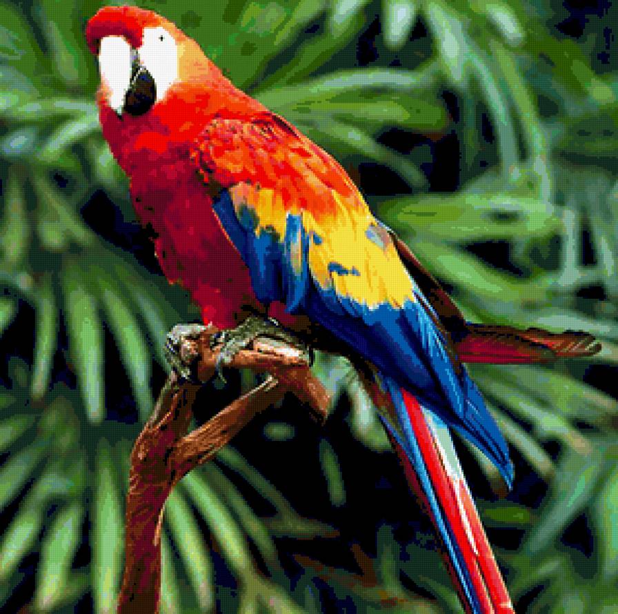 попугай - предпросмотр