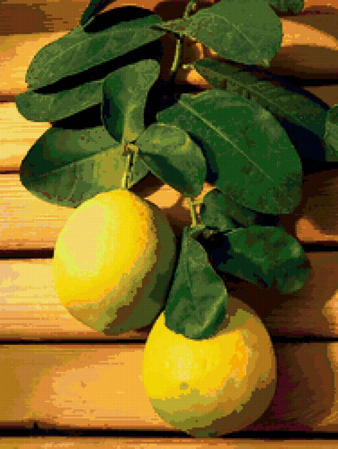 лимон - цитрус, веточки, листья, плоды, лимон - предпросмотр