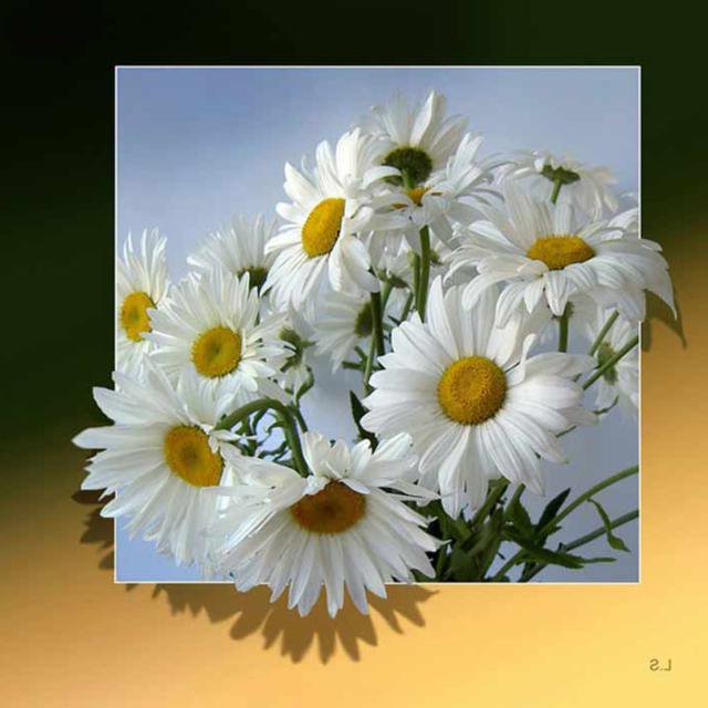 ромашки - живопись, ромашки, картина, цветы, природа - оригинал