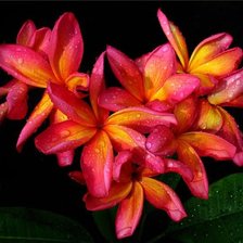 Схема вышивки «Цветы»