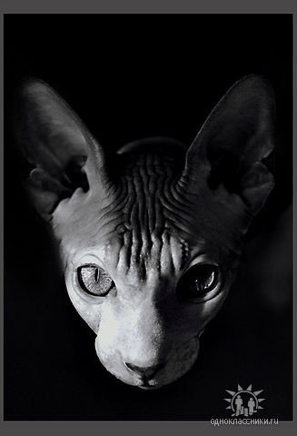 Египетская киса. - кот, фотография, кошка, животные, картина - оригинал