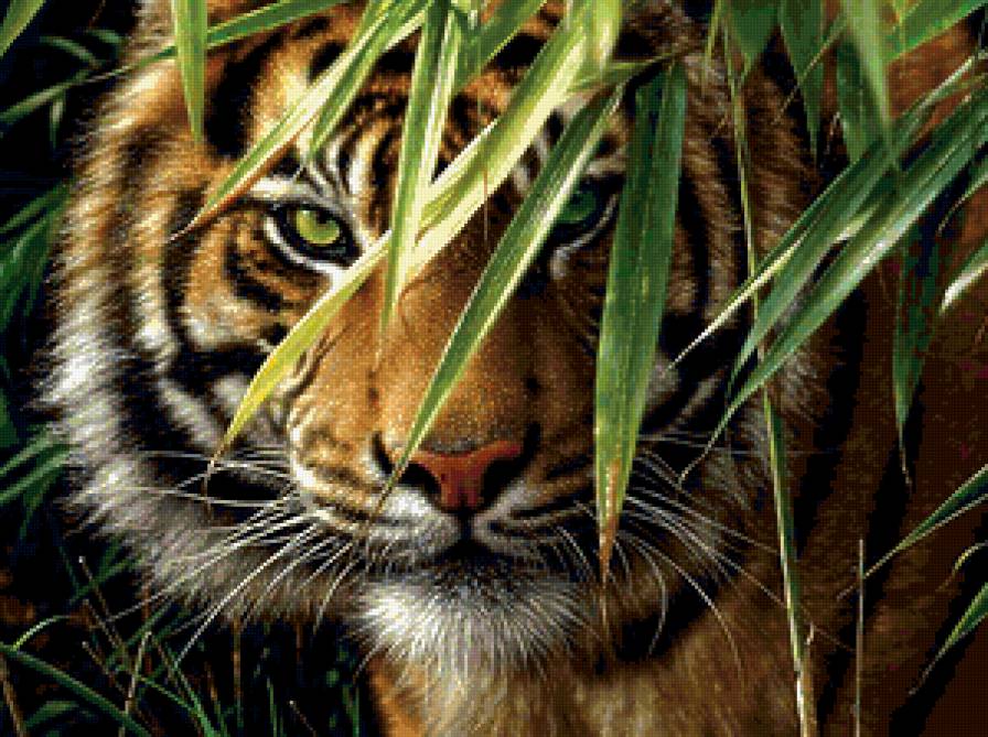 красавец тигр - тигры, животные - предпросмотр