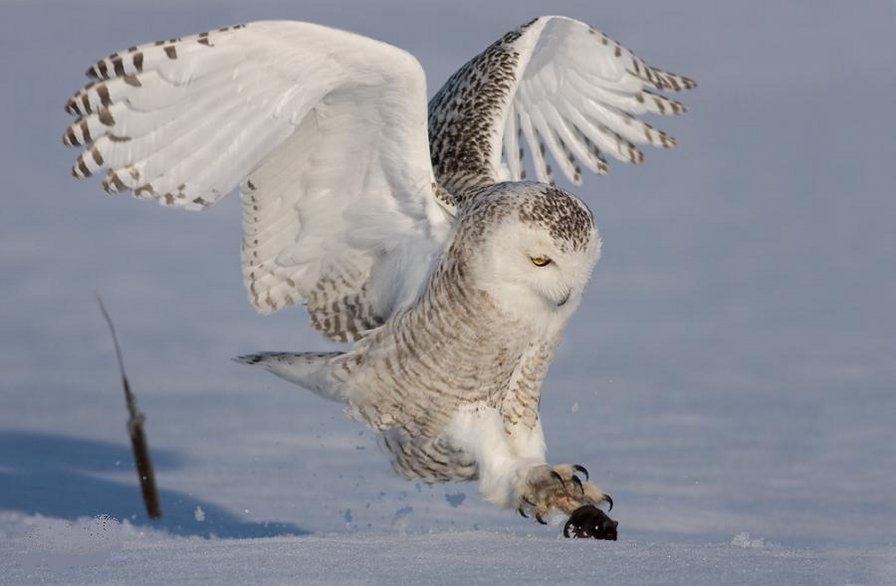 белый филин - хищник, хищные, сова, север, птицы, ночные - оригинал