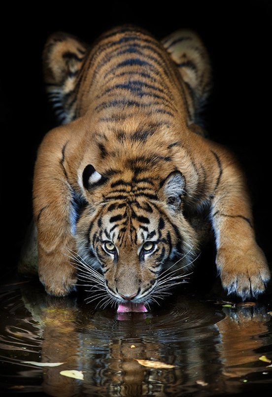 тигр - вода, тигр, отражение - оригинал
