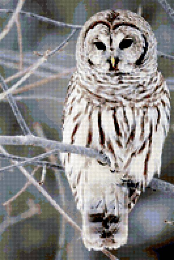 белая сова - сова - предпросмотр