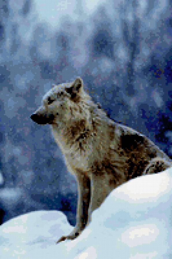 волк на снегу - снег, волк - предпросмотр