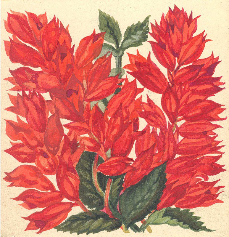 Сальвия - цветы, живопись - оригинал