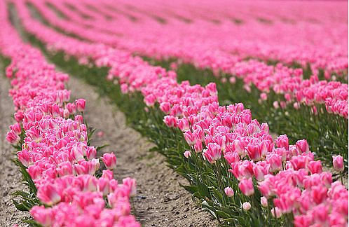 тюлбпаны - клумба, цветы - оригинал