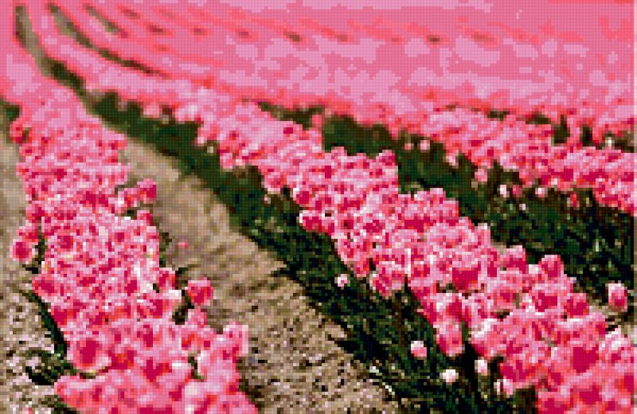 тюлбпаны - клумба, цветы - предпросмотр