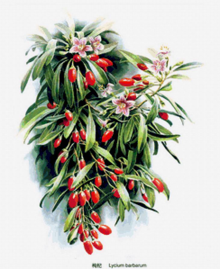 Барбарис - плоды, растения, ягоды - предпросмотр