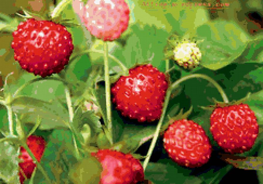 земляника - земляника, ягоды - предпросмотр