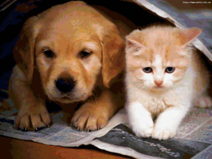 Друзья - щенок, животные, котенок - предпросмотр