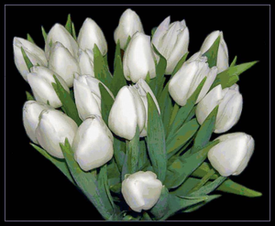 Белые тюльпаны - букет, тюльпаны, цветы - предпросмотр