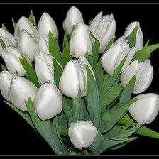 Оригинал схемы вышивки «Белые тюльпаны» (№190834)