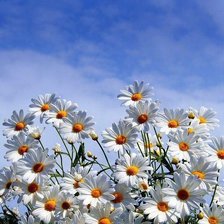 Схема вышивки «ромашки)»