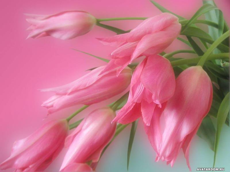 Тюльпаны розовые - оригинал