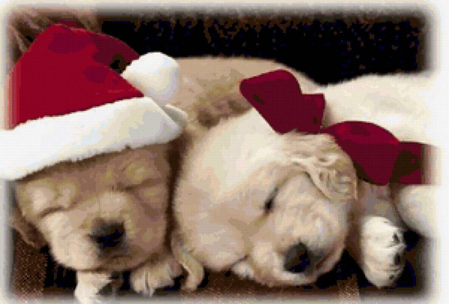 милые собачки - животные - предпросмотр