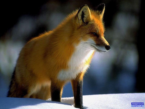 Лисичка - лиса, зима, животные - оригинал