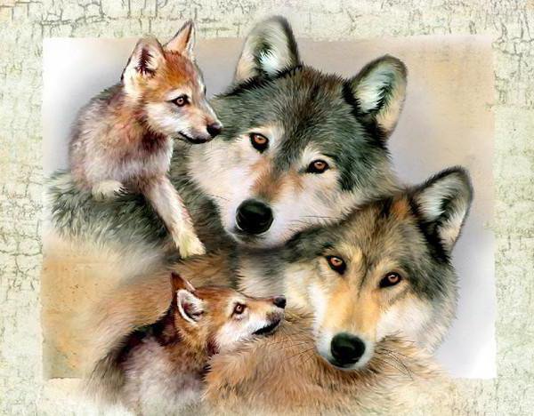 Волки - семейство, волки - оригинал
