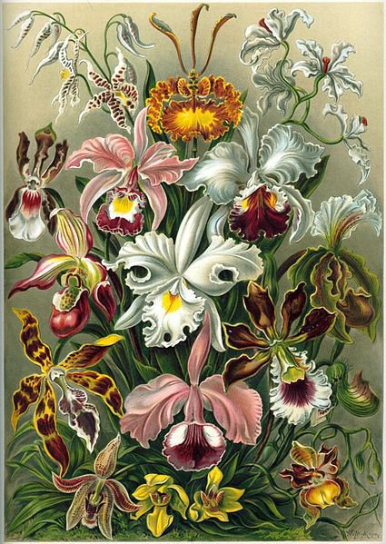Орхидеи - орхидеи, картина, букет, цветы, натюрморт, орхидея, природа - оригинал