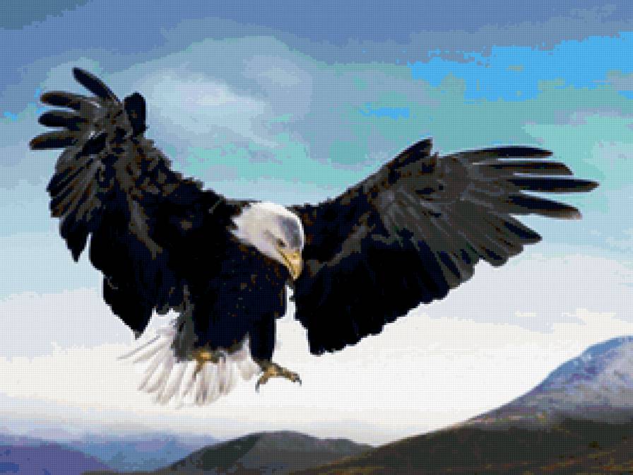 орел - большие птицы, орлы, горы, хищные, полет - предпросмотр