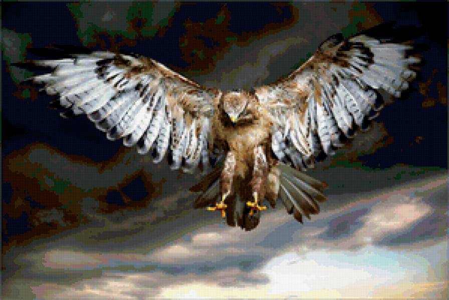 орел - хищные, большие птицы, полет, орлы, охота - предпросмотр