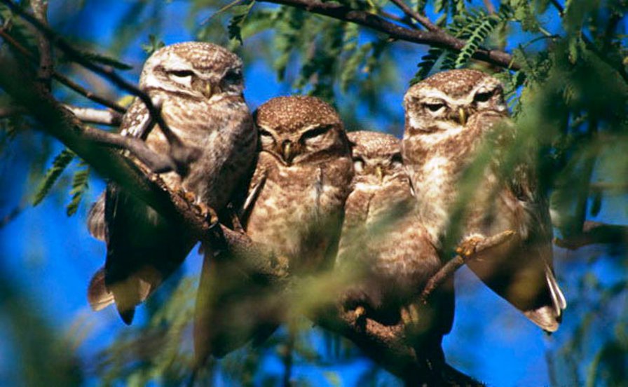 совушки - орлы, хихные птицы, филин, совы, птенец, филины, сова - оригинал